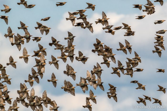Starling - The Hall of Einar - photograph (c) David Bailey (not the)