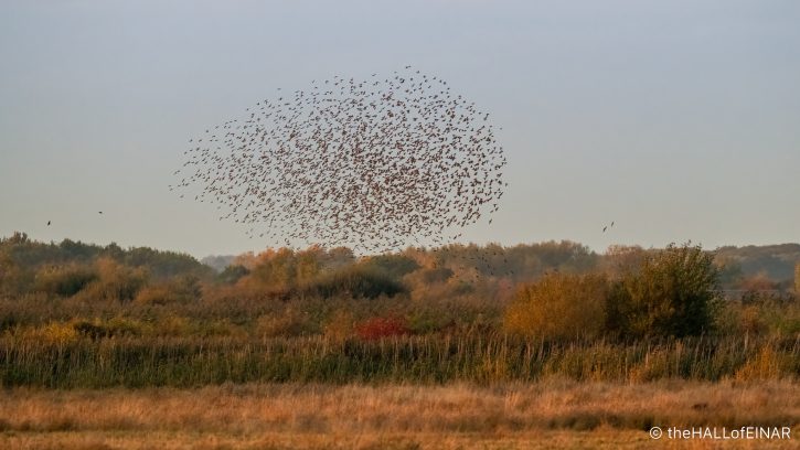 Starling murmuration - The Hall of Einar - photograph (c) David Bailey (not the)