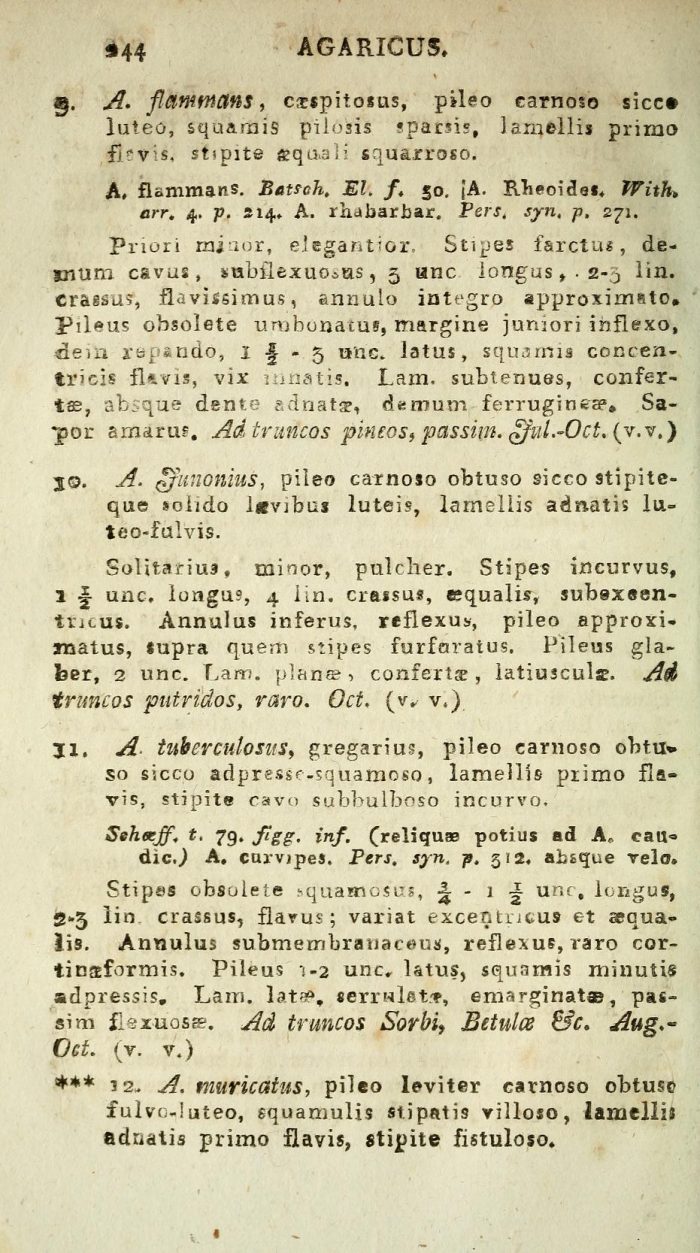 Systema mycologicum - Elias Magnus Fries - Agaricus junonius