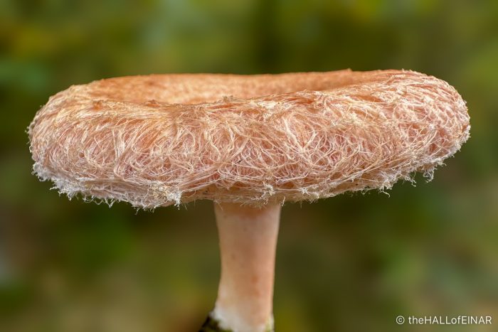 Wooly Milk Cap - The Hall of Einar - photograph (c) David Bailey (not the)