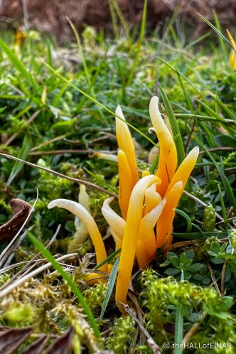 Apricot Club Fungus - Clavulinopsis luteoalba - The Hall of Einar - photograph (c) David Bailey (not the)