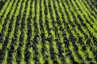 Fields - The Hall of Einar - photograph (c) David Bailey (not the)