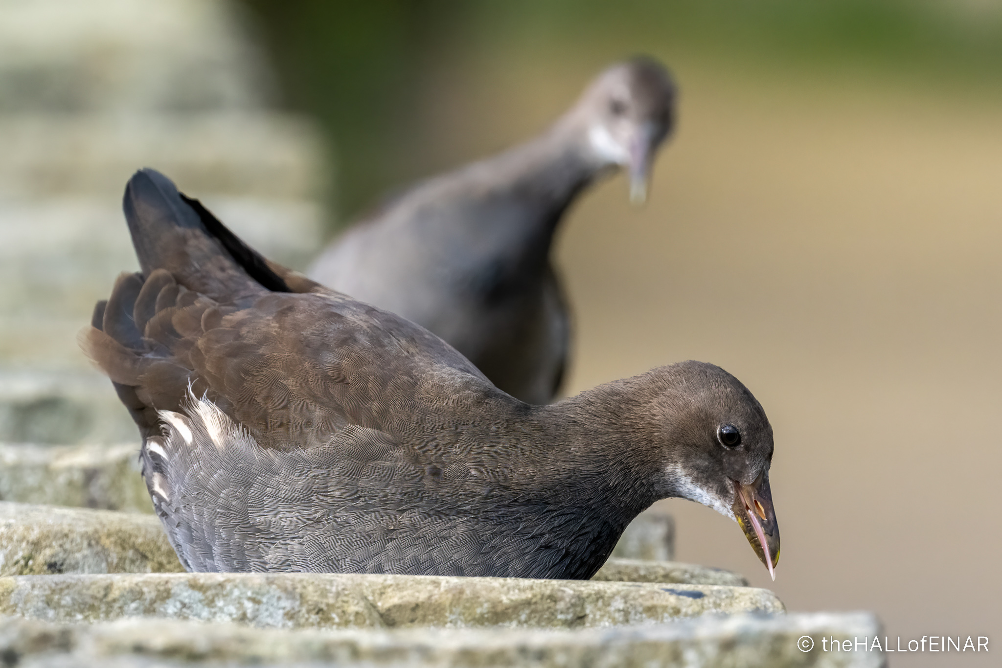 Juvenile Moorhens David At The HALL Of EINAR