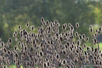 Teasel - The Hall of Einar - photograph (c) David Bailey (not the)