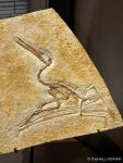 Archaeopteryx - The Hall of Einar