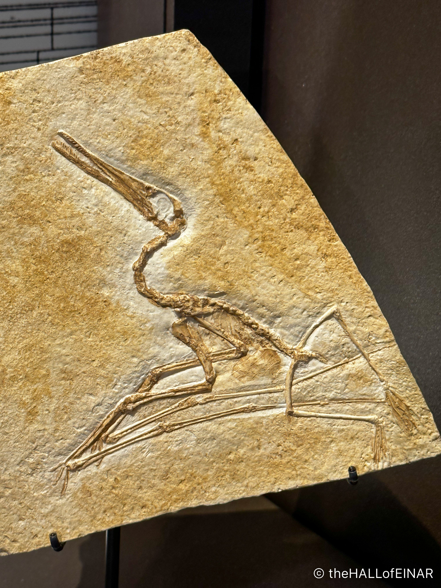 Archaeopteryx – David at the HALL of EINAR