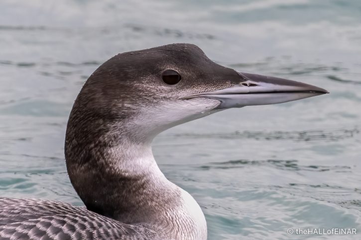 Great Northern Diver, Brixham - The Hall of Einar - photograph (c) David Bailey (not the)
