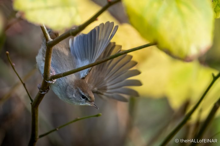 Cetti's Warbler - The Hall of Einar - photograph (c) David Bailey (not the)