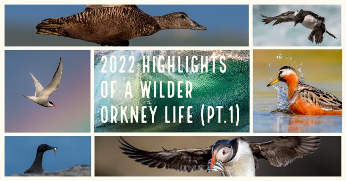 2022 highlights of a wilder Orkney life (part 1)