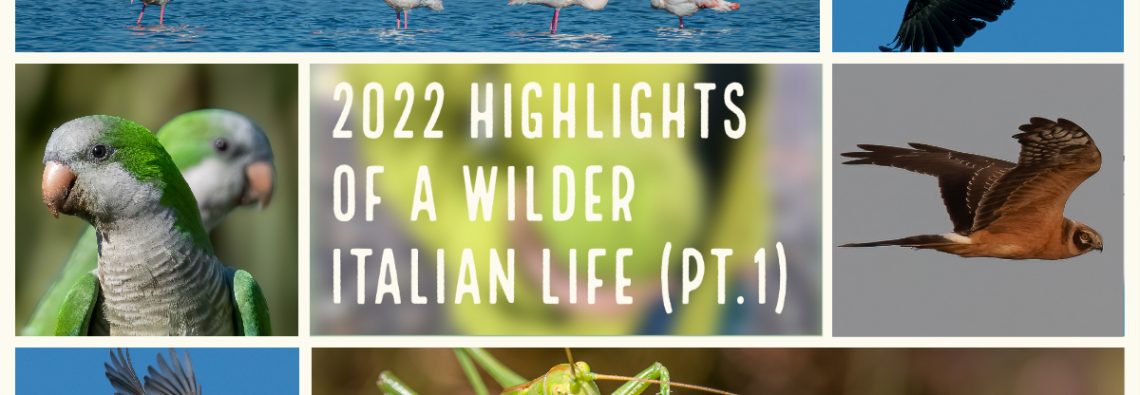 2022 highlights of a wilder Italian life (part 1)
