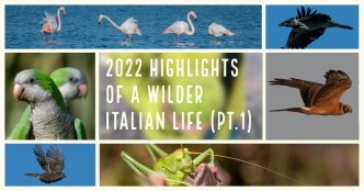 2022 highlights of a wilder Italian life (part 1)