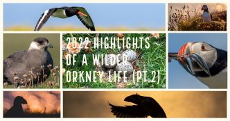 2022 highlights of a wilder Orkney life (part 2)