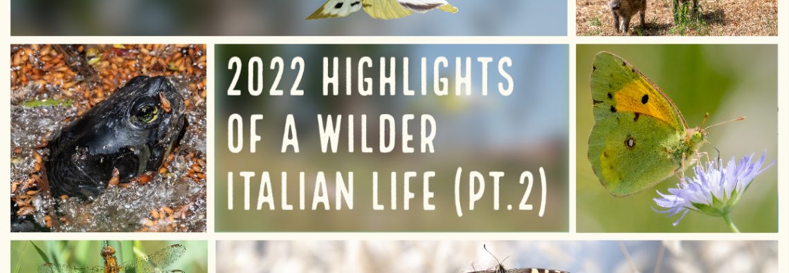2022 highlights of a wilder Italian life (part 2)