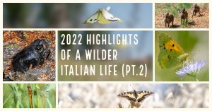 2022 highlights of a wilder Italian life (part 2)