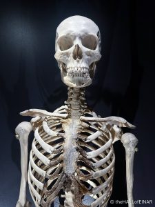 Adult human female - The Hall of Einar