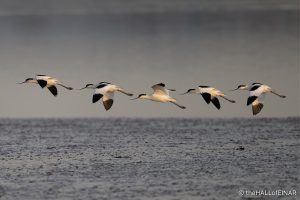 Avocet - The Hall of Einar - photograph (C) David Bailey (not the)
