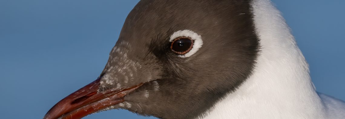 Black-Headed Gull - The Hall of Einar - photograph (c) David Bailey (not the)