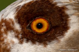 Egyptian Goose - The Hall of Einar - photograph (c) David Bailey (not the)