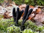 Dead Man's Fingers - Xylaria polymorpha - The Hall of Einar - photograph (c) David Bailey (not the)