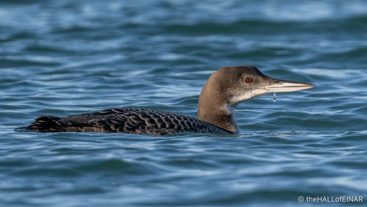Great Northern Diver - The Hall of Einar - photograph (C) David Bailey (not the)