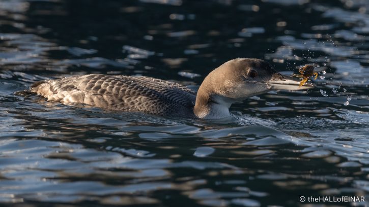 Great Northern Diver - The Hall of Einar - photograph (C) David Bailey (not the)
