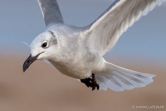 Laughing Gull - The Hall of Einar - photograph (c) David Bailey (not the)