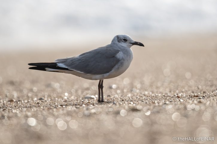 Laughing Gull - The Hall of Einar - photograph (c) David Bailey (not the)