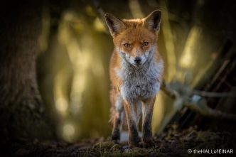Red Fox - The Hall of Einar - photograph (C) David Bailey (not the)
