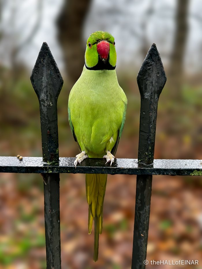 Rose-Ringed Parakeet - The Hall of Einar - photograph (c) David Bailey (not the)