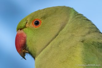 Rose-Ringed Parakeet - The Hall of Einar - photograph (c) David Bailey (not the)