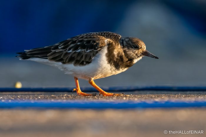 Turnstone - The Hall of Einar - photograph (C) David Bailey (not the)
