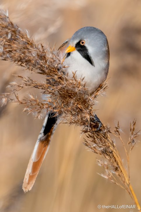 Bearded Reedling - The Hall of Einar - photograph (c) David Bailey (not the)