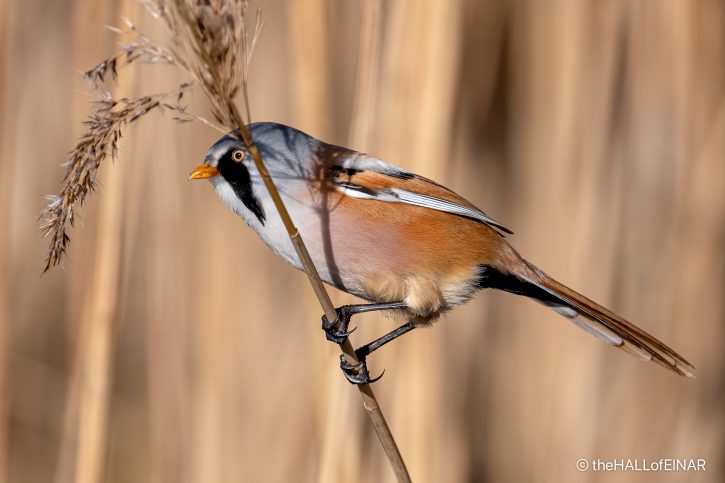Bearded Reedling - The Hall of Einar - photograph (c) David Bailey (not the)