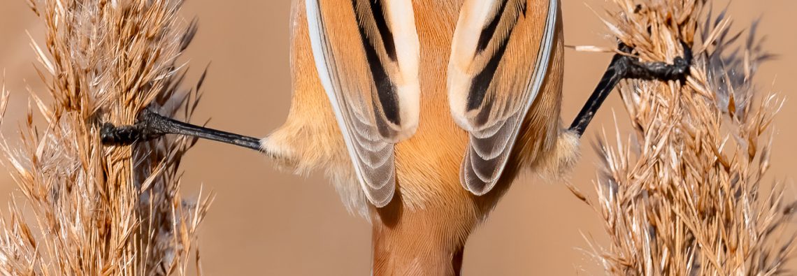 Bearded Reedling - The Hall of Einar - photograph (c) David Bailey (not the)