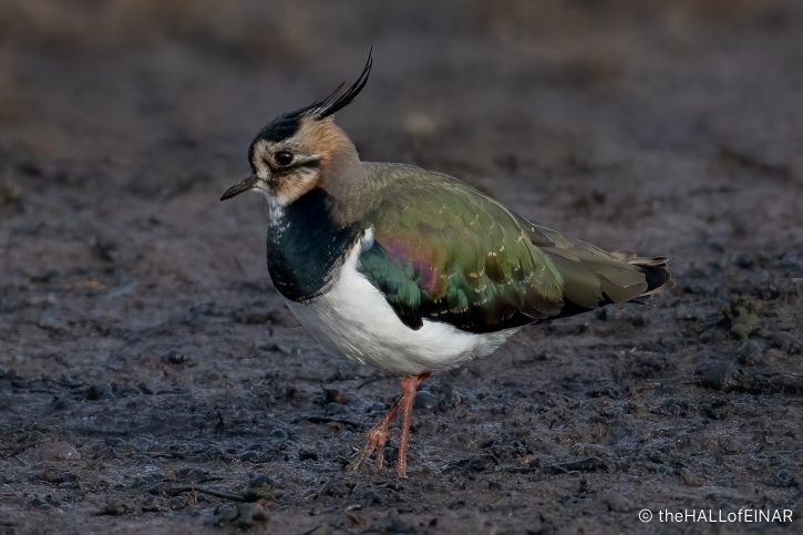 Lapwing - The Hall of Einar - photograph (c) David Bailey (not the)