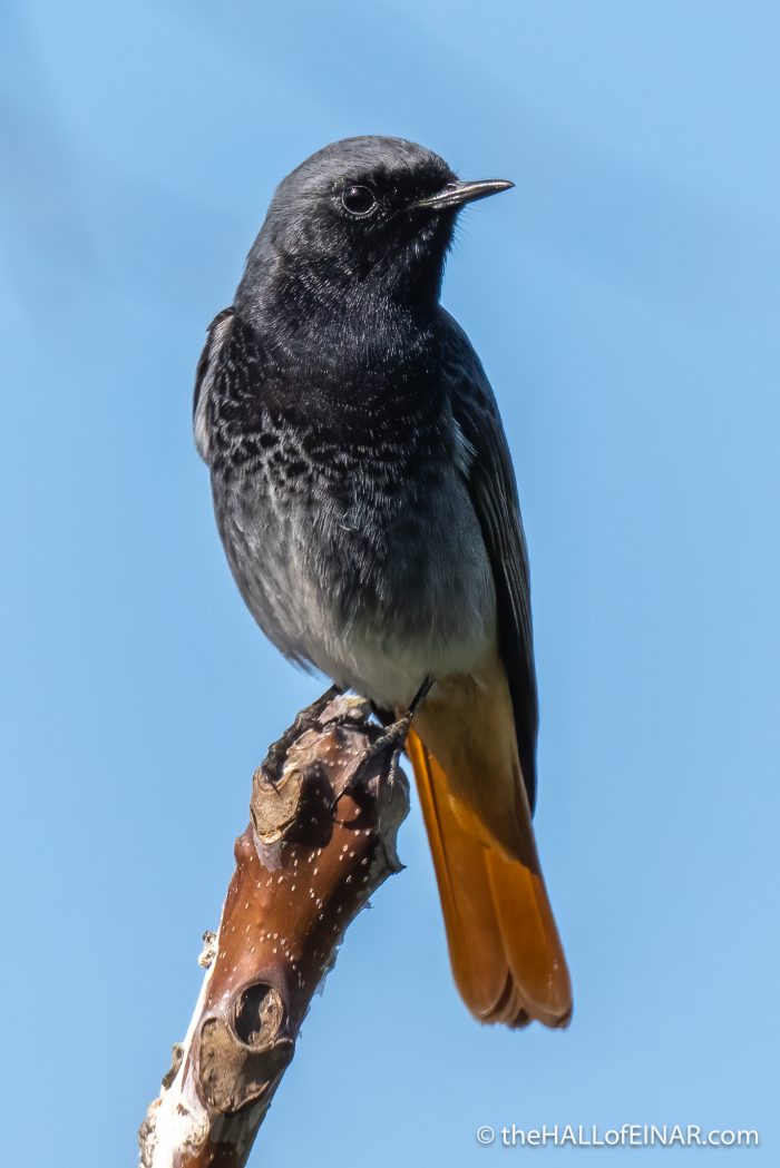 Black Redstart - The Hall of Einar - photograph (c) David Bailey (not the)