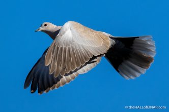 Collared Dove - The Hall of Einar - photograph (c) David Bailey (not the)