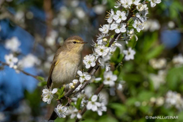 Chiffchaff - The Hall of Einar - photograph (C) David Bailey (not the)