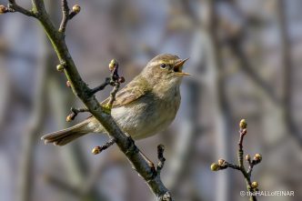 Chiffchaff - The Hall of Einar - photograph (c) David Bailey (not the)