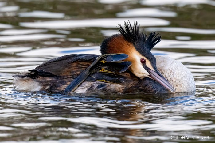 Great Crested Grebe - The Hall of Einar - photograph (C) David Bailey (not the)