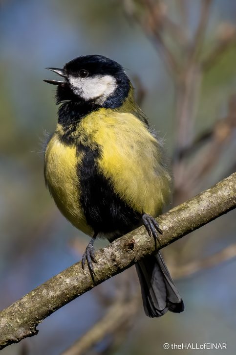 Great Tit - The Hall of Einar - photograph (C) David Bailey (not the)