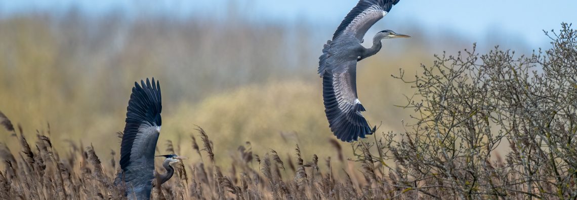 Grey Herons - The Hall of Einar - photograph (c) David Bailey (not the)