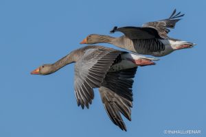Greylag Geese - The Hall of Einar - photograph (c) David Bailey (not the)