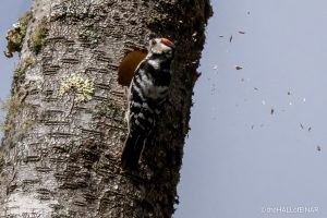 Lesser Spotted Woodpecker - The Hall of Einar - photograph (c) David Bailey (not the)