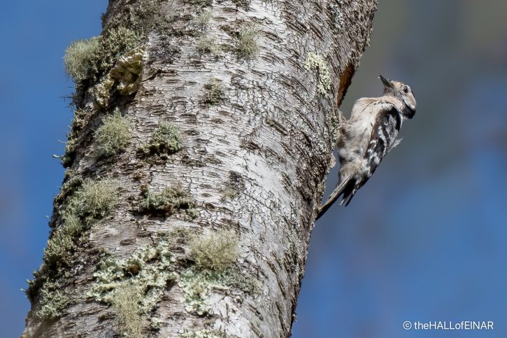 Lesser Spotted Woodpecker - The Hall of Einar - photograph (C) David Bailey (not the)