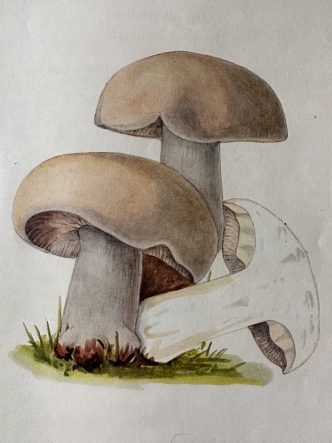 St George's Mushroom - Edible and Poisonous Fungi