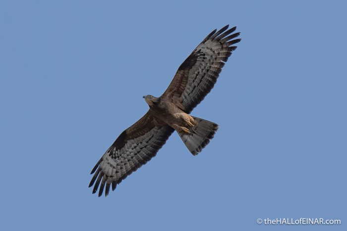 Adult Female Honey Buzzard - The Hall of Einar - photograph (c) David Bailey (not the)