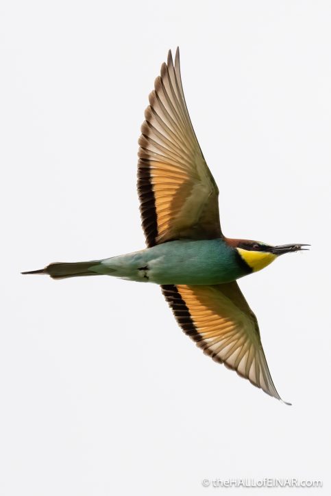 Bee Eater - The Hall of Einar - photograph (c) David Bailey (not the)
