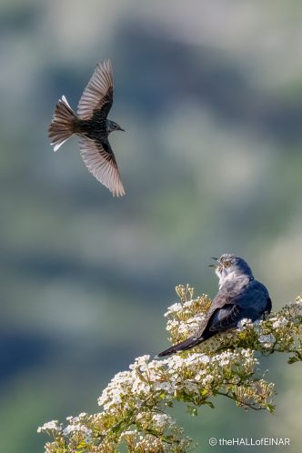 Cuckoo and Meadow Pipit - Emsworthy Mire - photograph (c) David Bailey (not the)