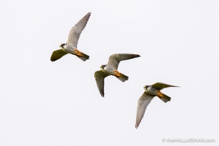 Hobby - The Hall of Einar - photograph (c) David Bailey (not the)